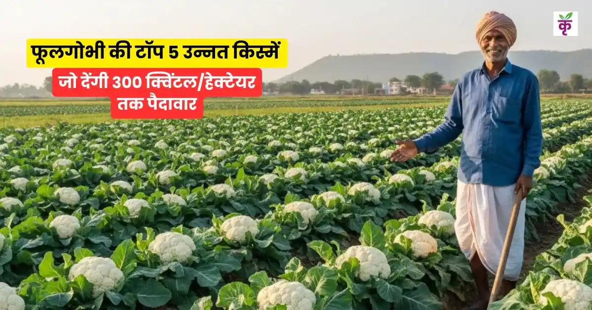 Cauliflower Top 5 Varieties
