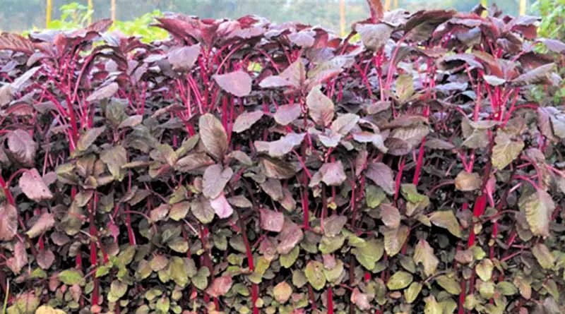 दिवाली के बाद इन तीन फसलों की करें बुवाई , 25-35 दिन में होगी शानदार कमाई