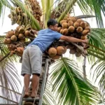 गुजरात में नारियल की खेती ने किसानों की किस्मत चमकाई, 10 साल में 27% बढ़ा रकबा, सरकार दे रही 90% सब्सिडी