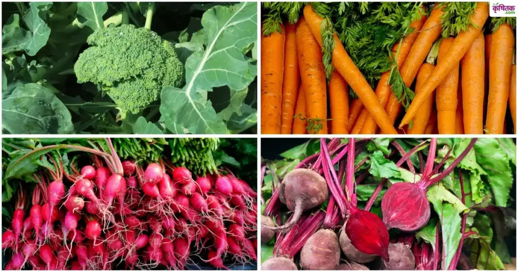 नवंबर में जरूर लगाएं ये 4 सब्जियां, कम लागत में होगी जोरदार कमाई