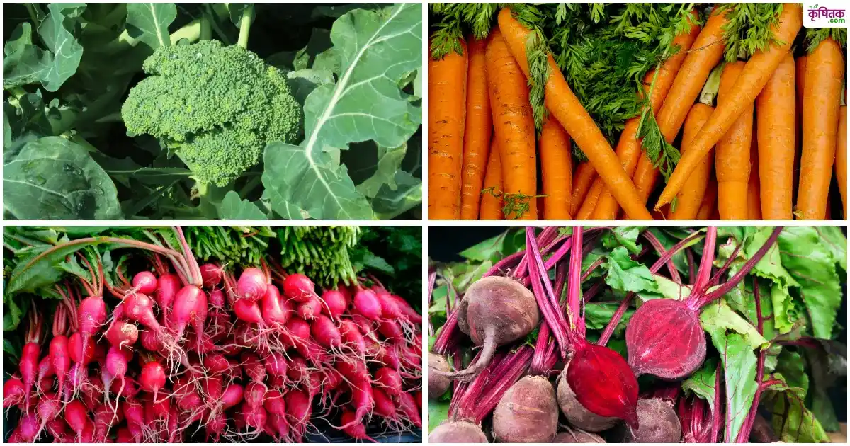 नवंबर में जरूर लगाएं ये 4 सब्जियां, कम लागत में होगी जोरदार कमाई