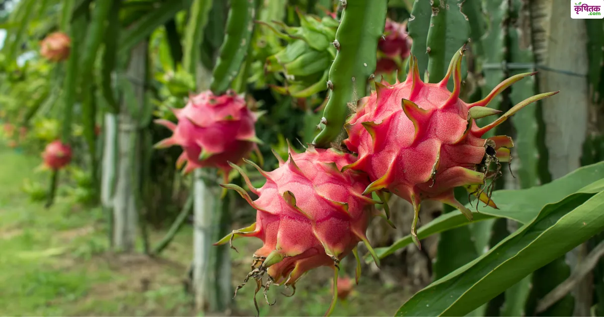 dragon fruits farming tips