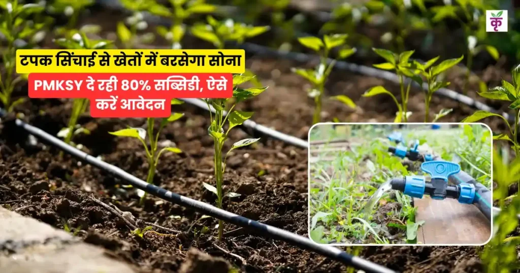 किसान ध्यान दें! टपक सिंचाई लगाने पर मिलेगी 80% सब्सिडी, उपज में 150% का इजाफा