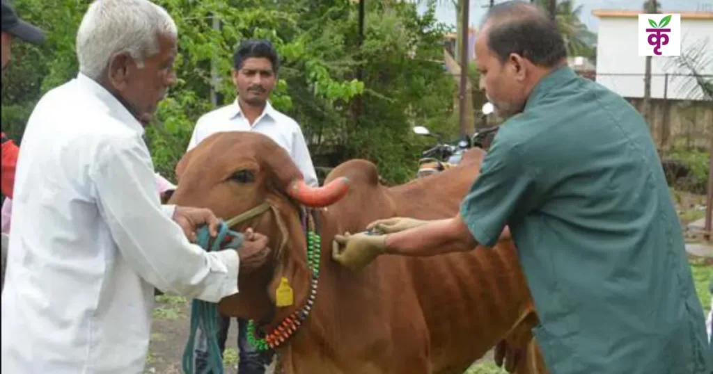 free-vaccination-drive-for-foot-and-mouth-disease