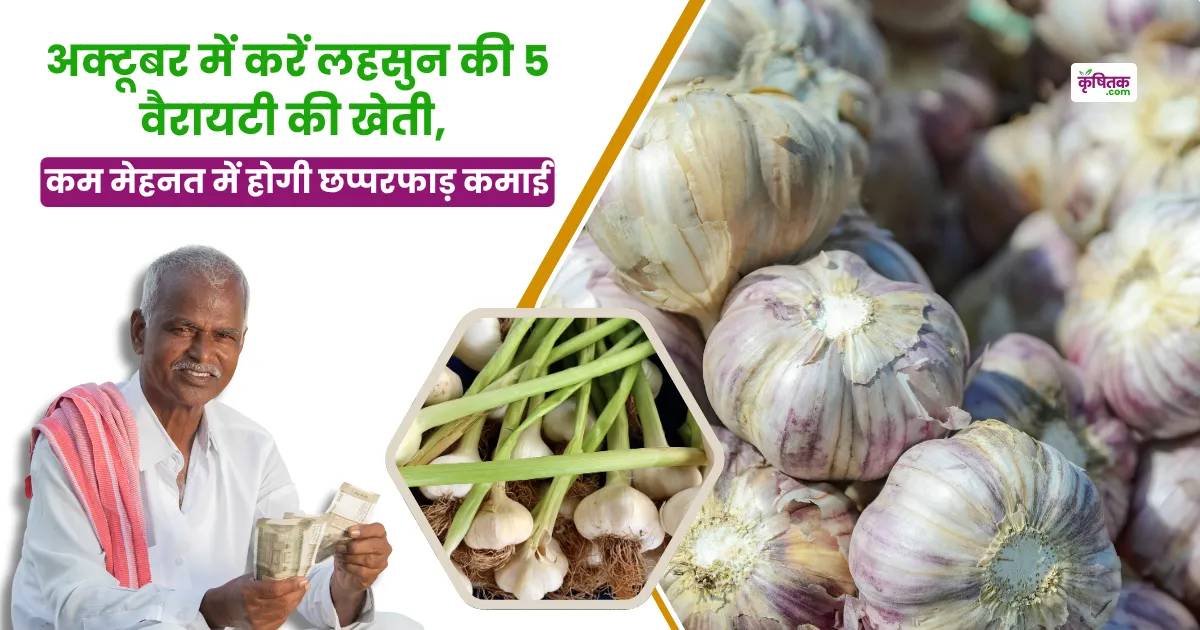 garlic farming in october