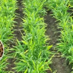 ginger farming