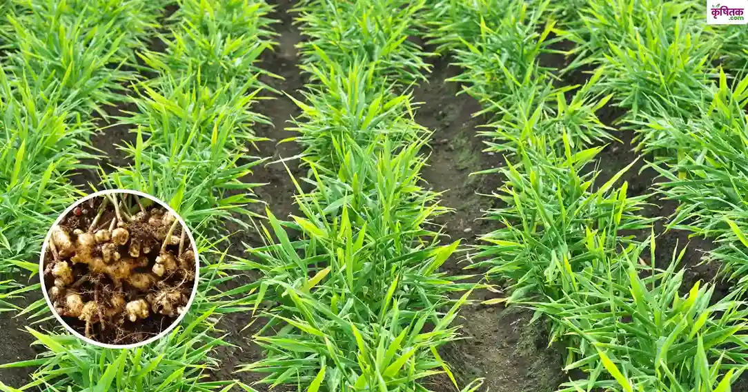 ginger farming
