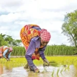 kharif sowing