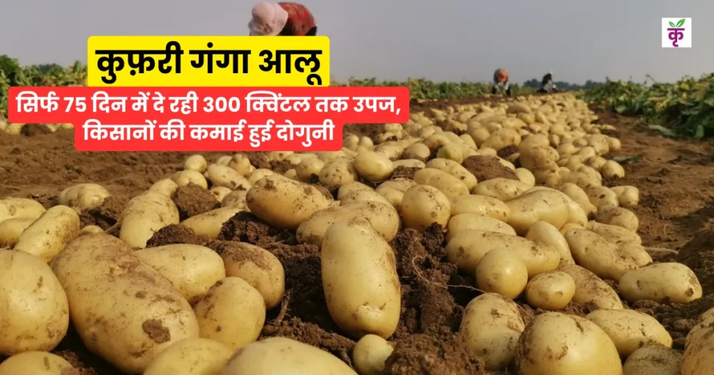 कुफ़री गंगा आलू