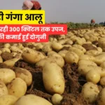 कुफ़री गंगा आलू