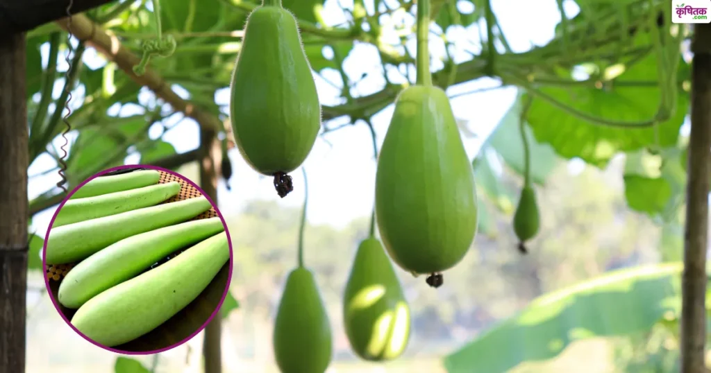 लौकी की बेस्ट 3 किस्में जिनकी मार्केट में सबसे तगड़ी डिमांड, बना देंगी मालामाल