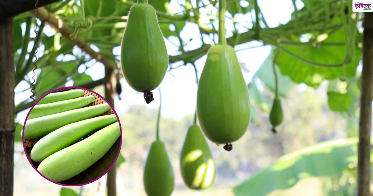 लौकी की बेस्ट 3 किस्में जिनकी मार्केट में सबसे तगड़ी डिमांड, बना देंगी मालामाल