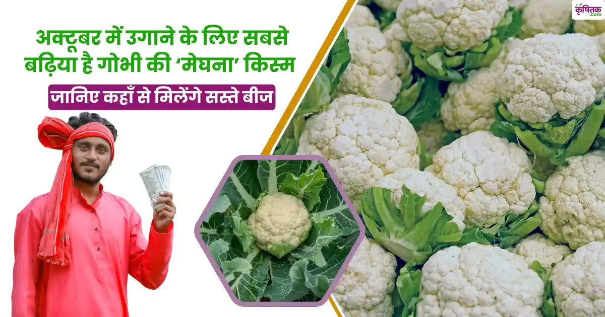 अक्टूबर में उगाने के लिए सबसे बढ़िया है गोभी की ‘मेघना’ किस्म, जानिए कहाँ से मिलेंगे सस्ते बीज