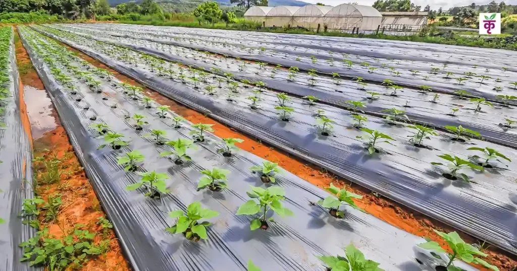 खेतों में मल्चिंग क्यों है जरूरी? जानिए कौन-सी फसलों में करें और कितना आएगा खर्च