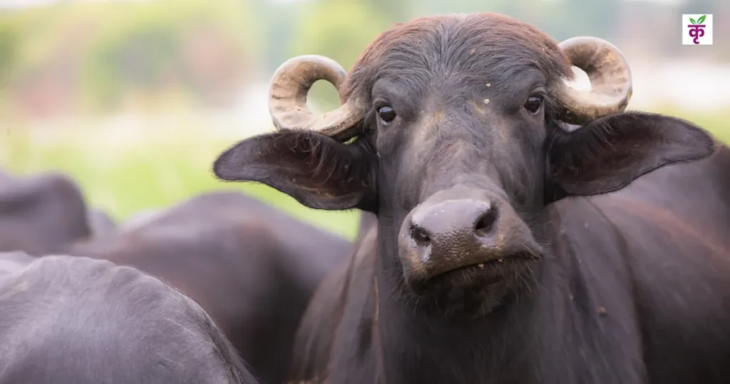 खेती के साथ करें भैंस के इन नस्लों का पालन, सालाना कमाएँ ₹4 लाख तक