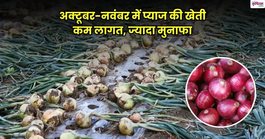 अक्टूबर-नवंबर में शुरू करें प्याज की खेती, वैज्ञानिक तकनीक से बढ़ाएं मुनाफा 2 गुना