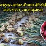 अक्टूबर-नवंबर में शुरू करें प्याज की खेती, वैज्ञानिक तकनीक से बढ़ाएं मुनाफा 2 गुना