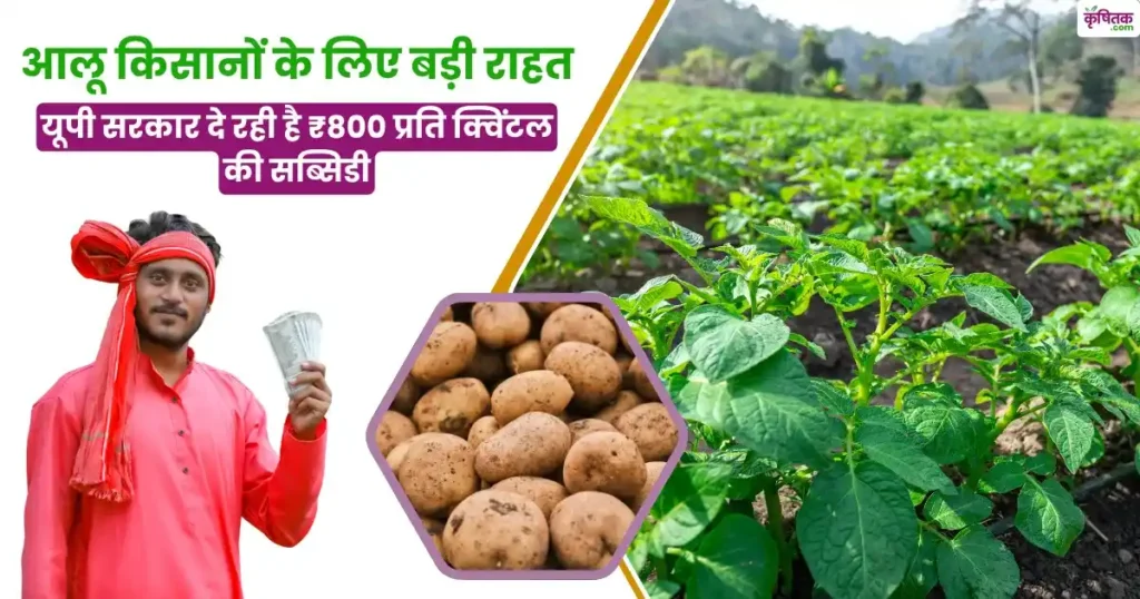 आलू किसानों के लिए बड़ी राहत, यूपी सरकार दे रही है ₹800 प्रति क्विंटल की सब्सिडी