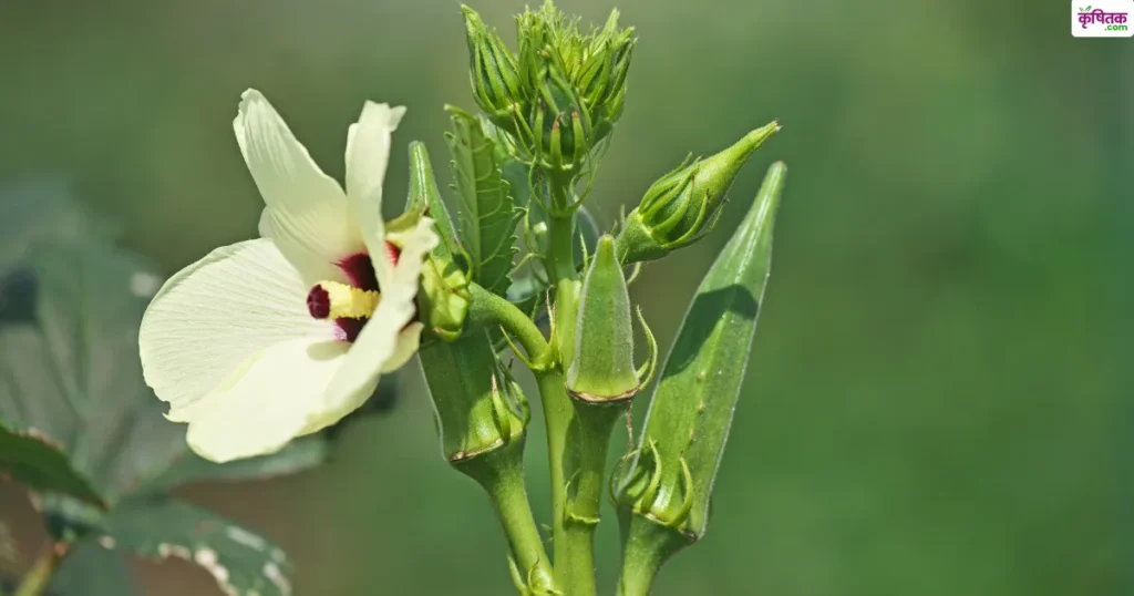 Rabi Crop: रबी सीजन में करें भिंडी की इन चार किस्मों की बुवाई, अच्छी उपज के साथ रोगों से भी मिलेगी सुरक्षा