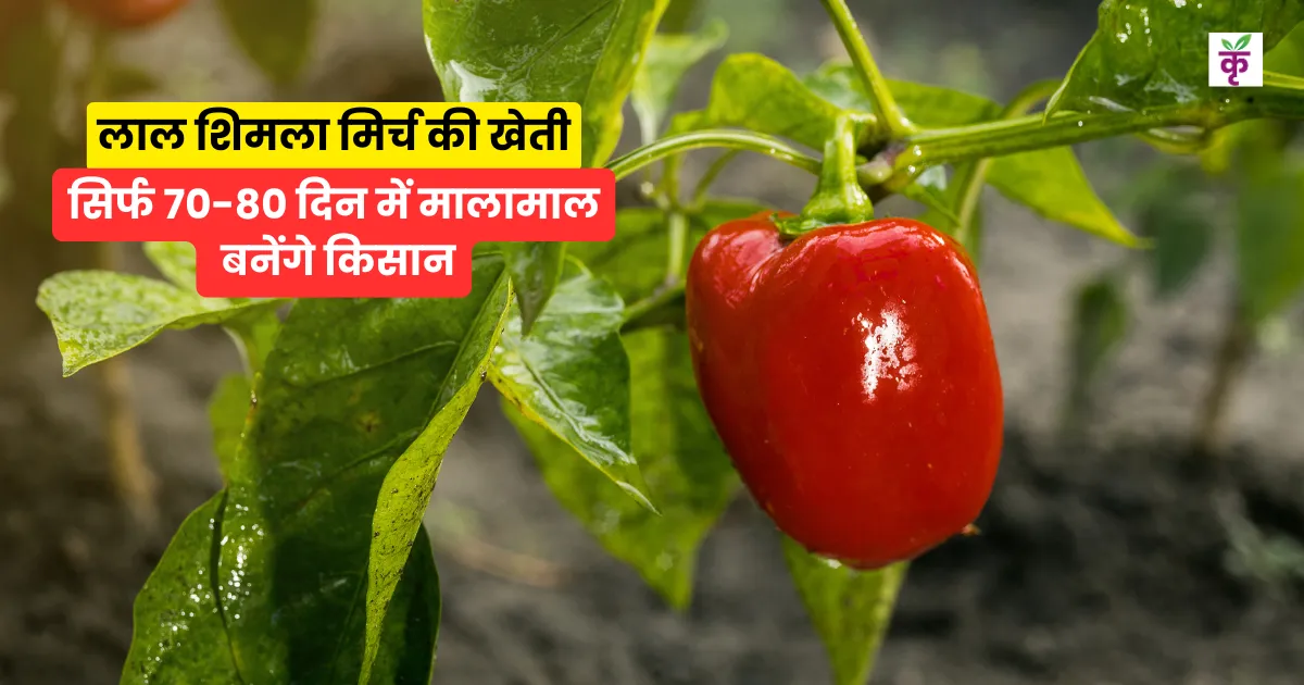 लाल शिमला मिर्च की खेती