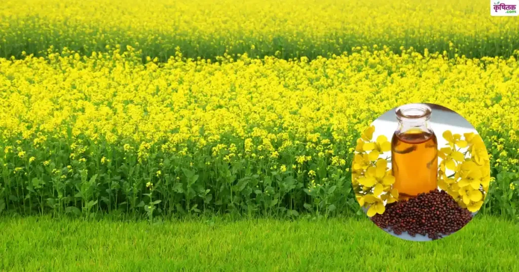 RH-1706 सरसों की किस्म बनी किसानों की पहली पसंद, दे रही है रिकॉर्ड तोड़ उपज