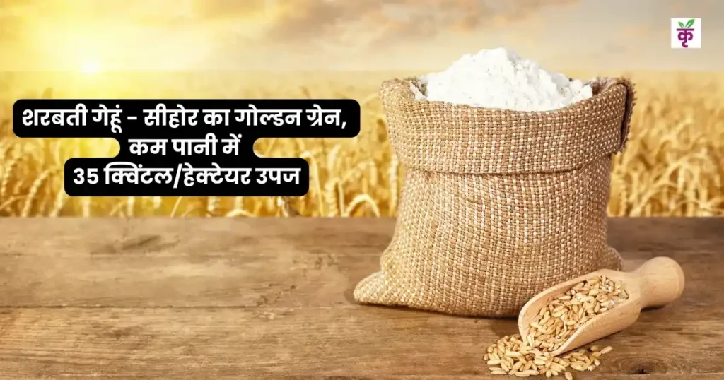 शरबती गेहूं