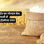 शरबती गेहूं