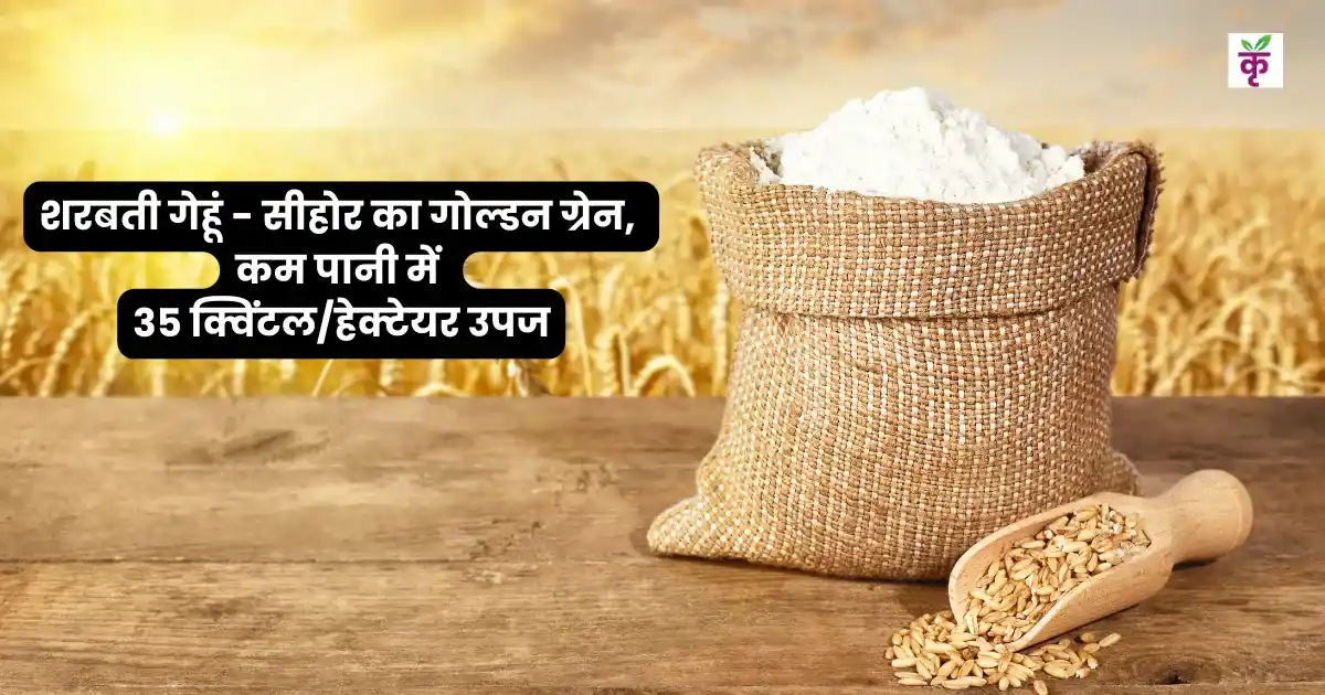 शरबती गेहूं