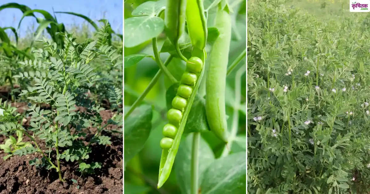 किसानों के लिए बड़ी खुशखबरी! फ्री में मिलेगा मटर, चना और मसूर का बीज – जानें कैसे