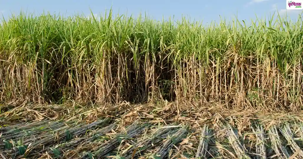 sugarcane farming