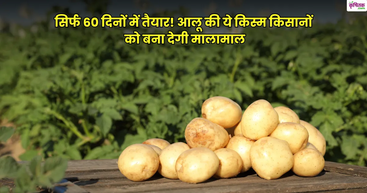 superfast potato variety