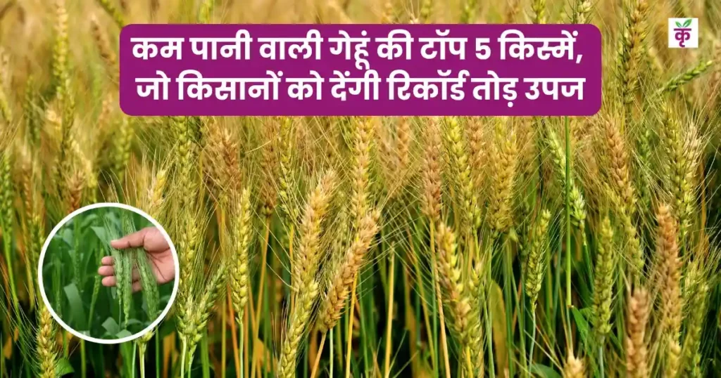 कम पानी वाली गेहूं की टॉप 5 किस्में