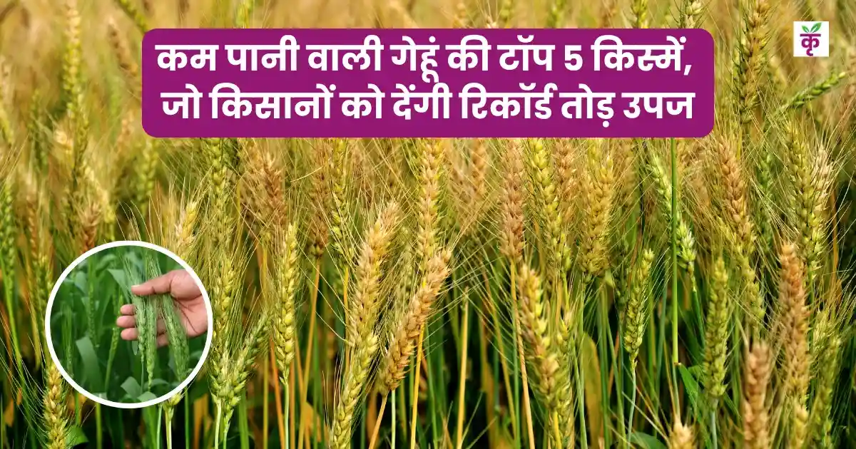 कम पानी वाली गेहूं की टॉप 5 किस्में