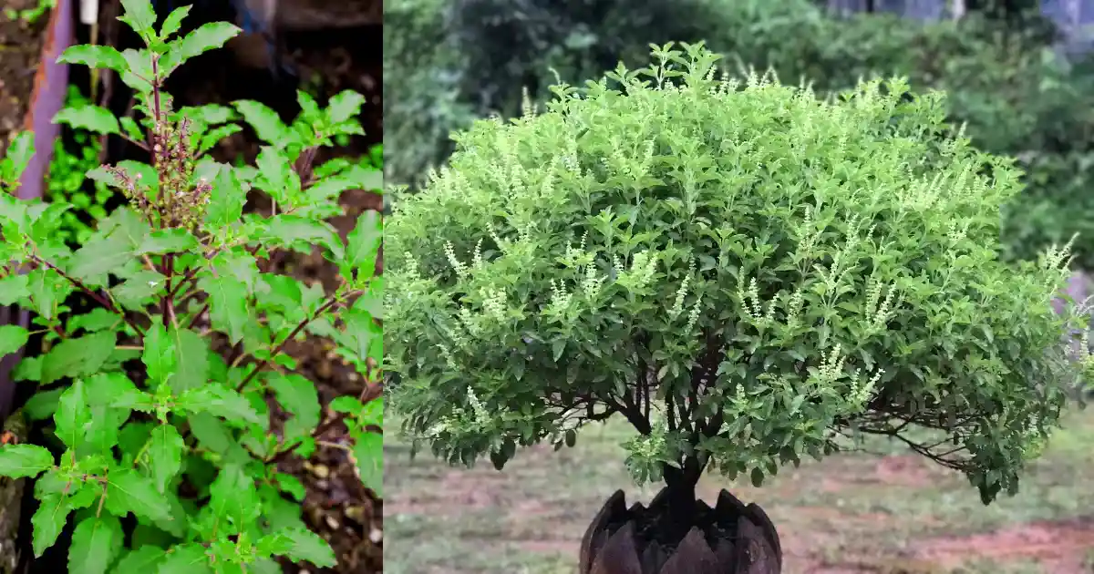 सर्दी में तुलसी का पौधा न सूखे, अपनाएँ ये 4 आसान उपाय और सिर्फ ₹10 की खाद से रखें हरा-भरा