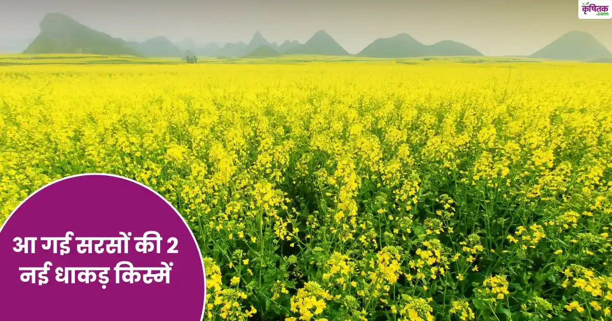 two-new-mustard-varieties