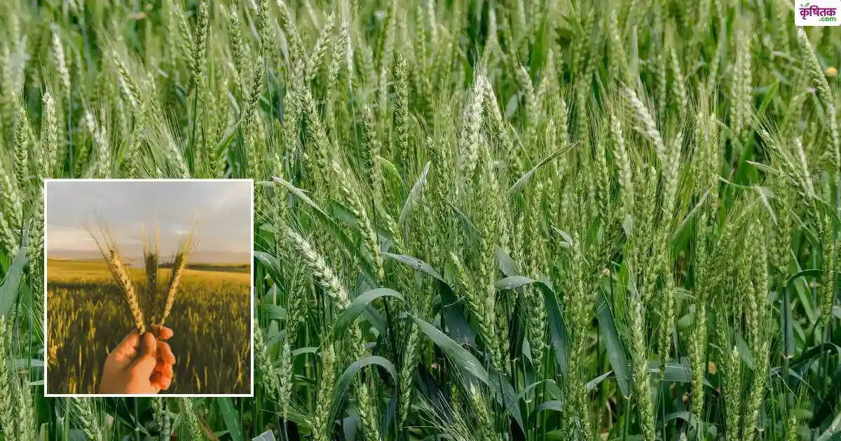 wheat DBW 316 variety