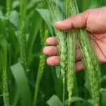 wheat farming tips