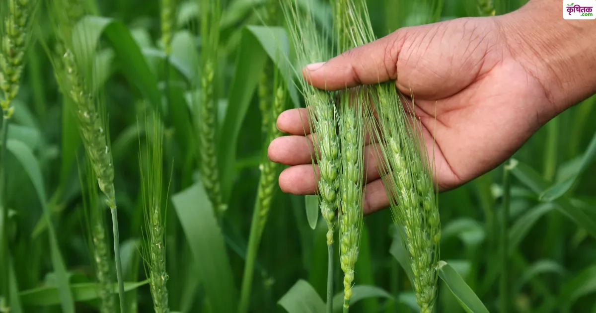 wheat farming tips