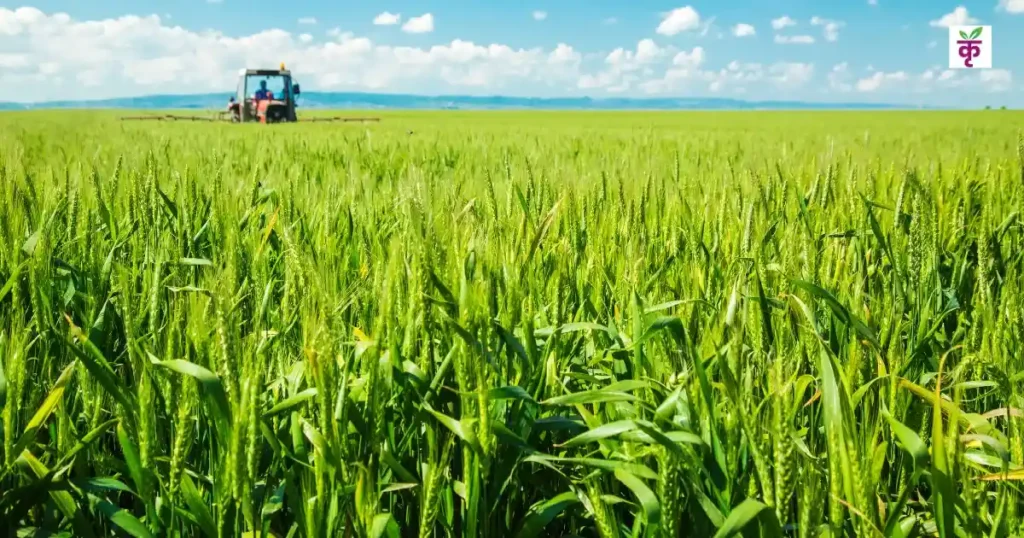 wheat-fertilizer-guide-double-yield