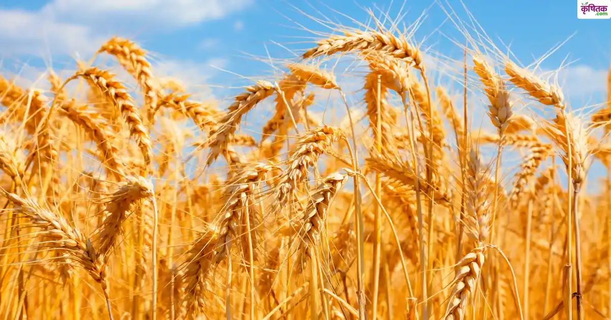 83 क्विंटल उपज वाली गेहूं की नई किस्म करण आदित्य की बढ़ी मांग, जानिए इसके फायदे
