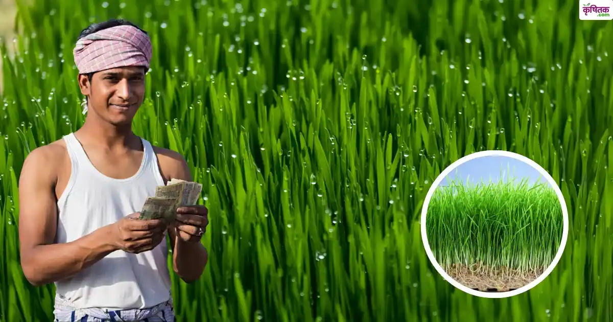 wheatgrass farming