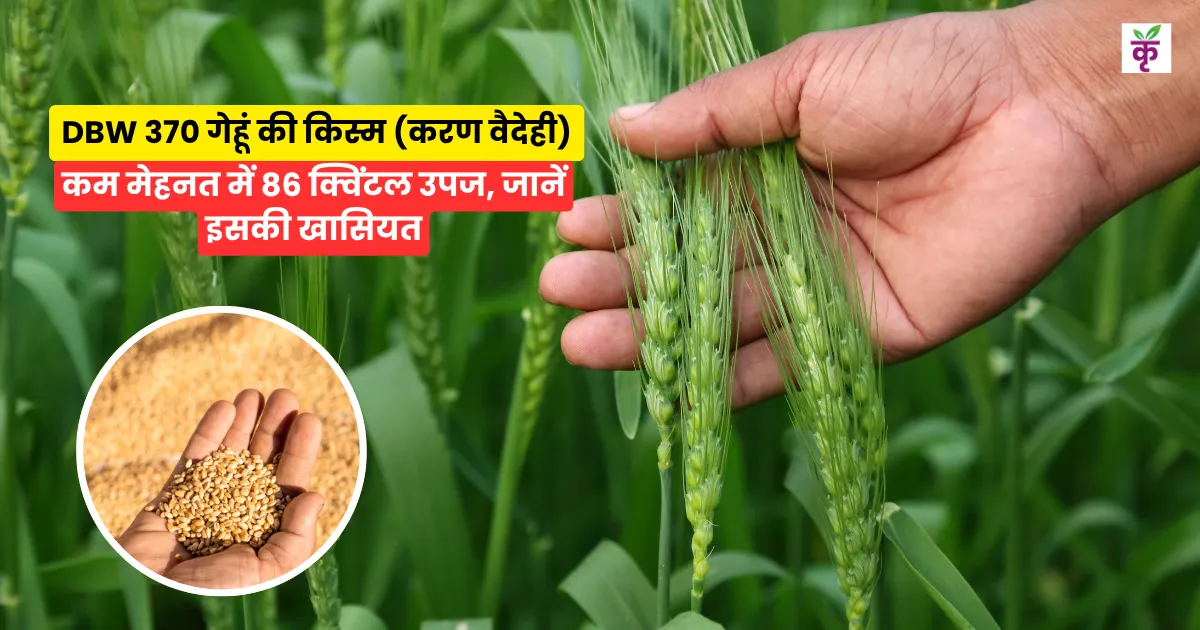 करण वैदेही DBW 370