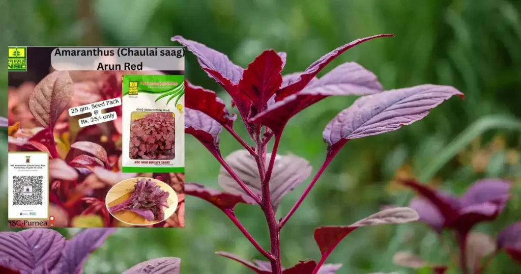Arun Red Chaulai Seeds