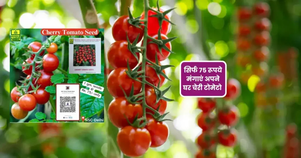Cherry Tomato Ki Kheti