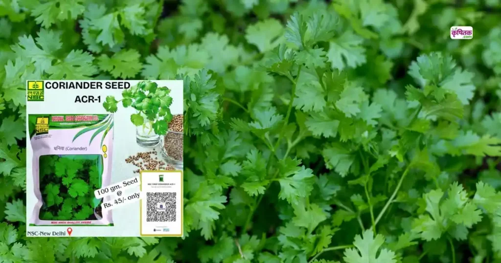 Coriander ACR-1 Seeds