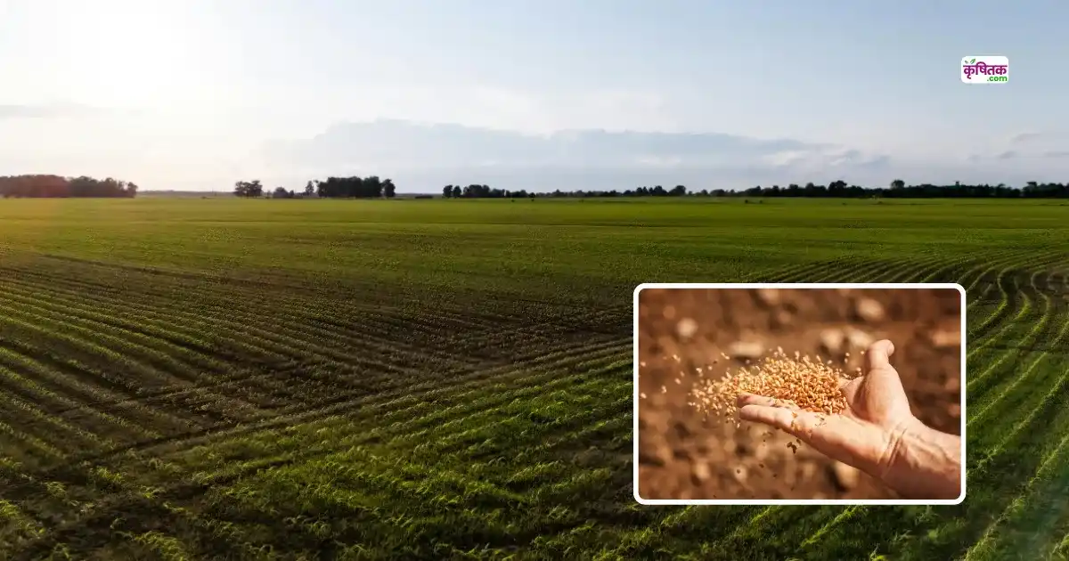 Gehu Ki Buvai Kaise Karen