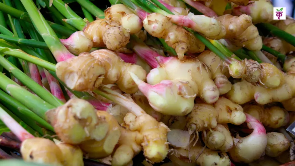 Ginger Variety SAS-KEVÜ Variety