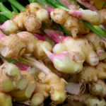 Ginger Variety SAS-KEVÜ Variety