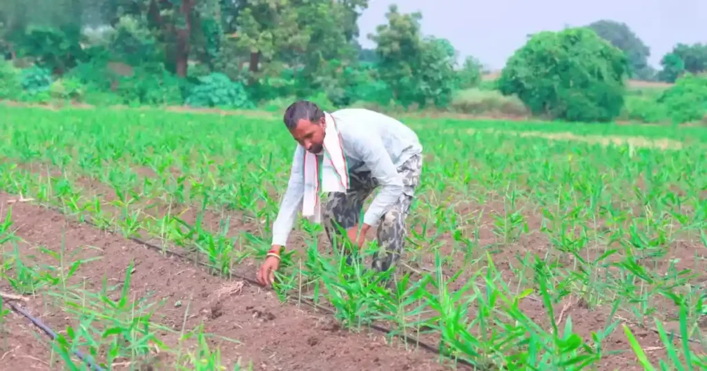 Ginger cultivation in Madhya Pradesh