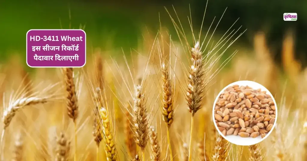 HD-3411 Wheat Variety